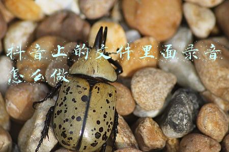 抖音上的文件里面录音怎么做