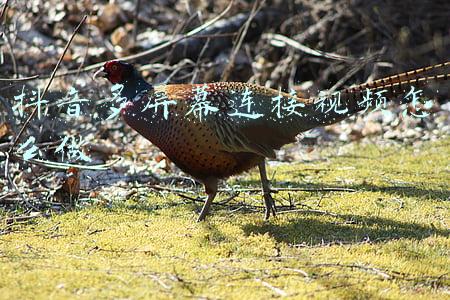 抖音多屏幕连接视频怎么做