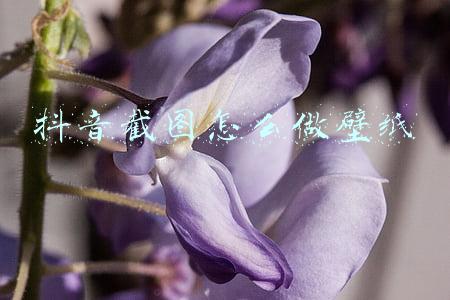 怎么把截图变成壁纸(不会截图？我来帮你)