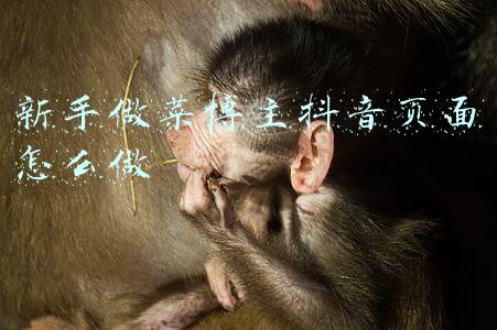 如何找博主带货(抖音铲屎官如何种草带货？我们在200条视频里发现了这些套路)