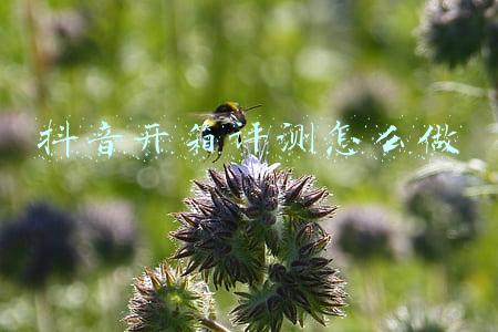 抖音开箱视频怎么拍(想用抖音开箱卖货，但是，日用品新奇好物应该如何拍视频呢？)
