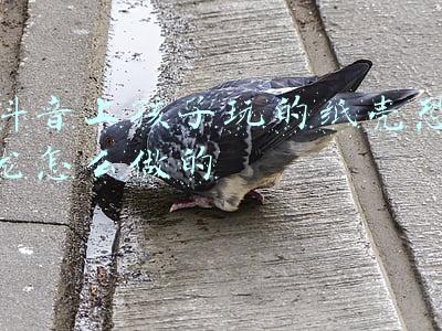 抖音道具恐龙是怎样拍的(抖音画小恐龙和独角兽是用什么软件 app怎么使用教程)