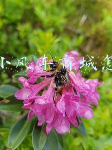 抖音小风车商城怎么做