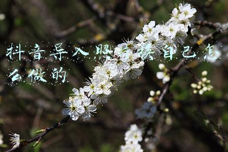 ps照片导入(将图像导入 Photoshop)