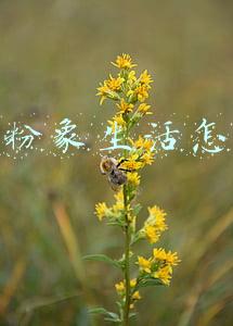 抖音粉象生活怎么做