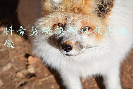 剪映发抖音视频很模糊(为什么视频上传抖音后不清晰？手机剪辑软件哪款最好用？)