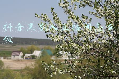 抖音黑别人直播间怎么做