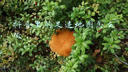 抖音里的足迹地图怎么做