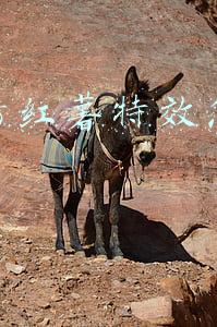 抖音烤红薯特效怎么做的