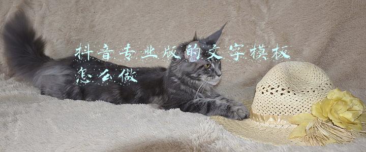 抖音专业版的文字模板怎么做