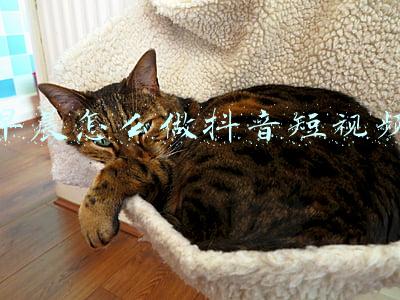 抖音视频早上好制作(抖音上的暖心早安说说，简短精致，越看越爱)