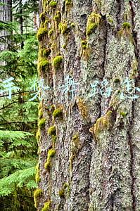 抖音手势舞蹈怎么做