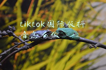 ios国际版tiktok(2021苹果手机免越狱免拔卡安装国际抖音Tiktok18.4)