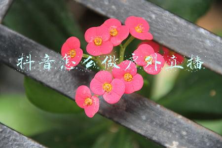 抖音怎么做户外直播