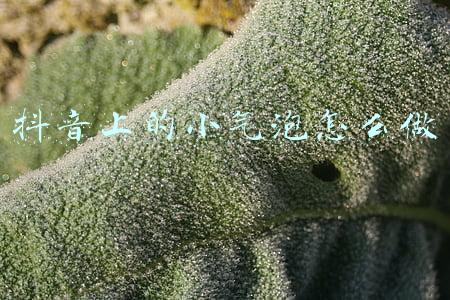 小气泡是怎么做的(酵母粉教你在家做，再也不用出去买，3块钱做一大罐，一年用不完)