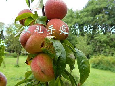 抖音里甩手变清晰怎么做