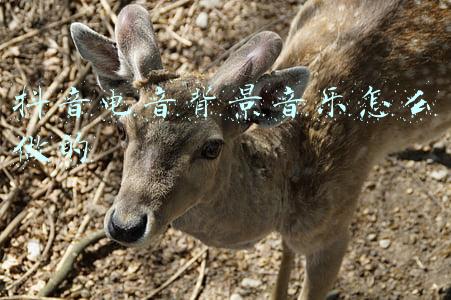 抖音纯音乐背景(抖音音乐有哪些纯音乐很火很空灵 每一首都熟悉到爆炸)