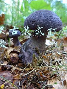 古装武打功夫片国语(难得一见 1958年的古装水浒老电影《林冲》修复版 导演 舒适 吴永刚)