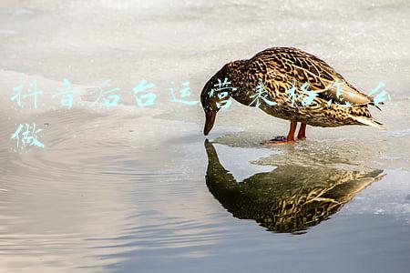 天龙八部后台vip表格(天龙八部：进帮能拿6级宝石？帮派收人如此内卷！白嫖土豪冲鸭)