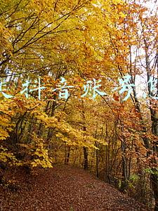 美食类抖音号怎么做(揭秘 | 做一个抖音美食号，怎么月入10万以上？)
