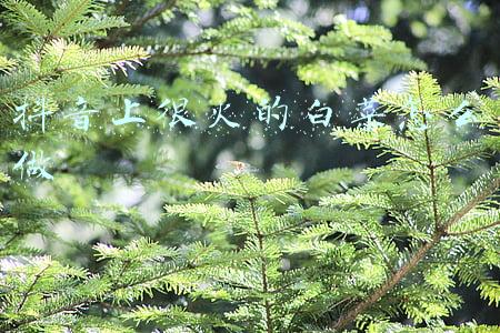 抖音上很火的白菜怎么做