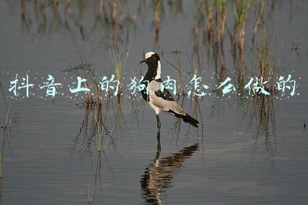 狗狗肉怎么做好吃(给狗“喂肉”有学问，吃对了，营养胜过很多狗粮)