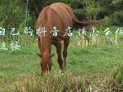 自己的抖音店铺怎么做链接