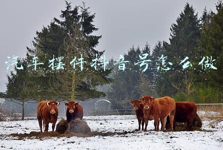 汽车摆件图片(小小一个招财猫摆件，居然烧了爱车中控台！气温升高，车主务必注意这些事)