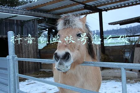 抖音怎么建新账号(如何开通自己的抖音小店？)