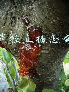 抖音声控直播怎么做的