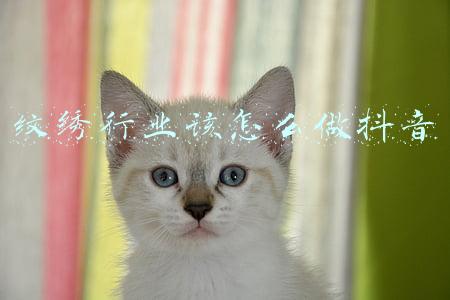 纹绣这个行业怎么样(纹绣行业的现状及现在学纹绣技术晚不晚？)