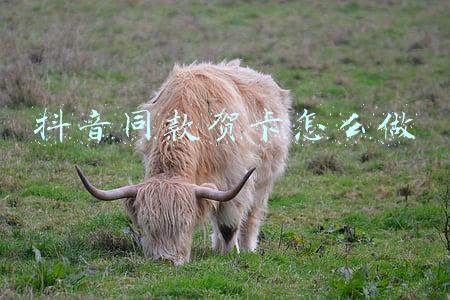 抖音很火的表白贺卡(鲜花贺卡小视频 大声表白“我爱你”)