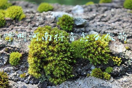 抖音全网呼叫河南人(抖音上线“暴雨紧急寻人”服务 帮助3位网友找到郑州亲人)
