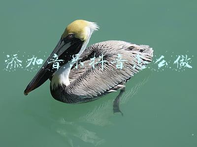 抖音怎样加音乐(抖音怎么加自己的音乐?抖音加自己的音乐方法)