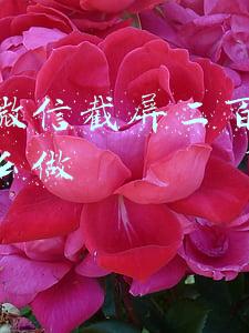微信收款图片截屏(收款码还能用于经营收款吗？微信、支付宝说明)