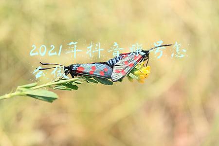 2021年抖音账号怎么做