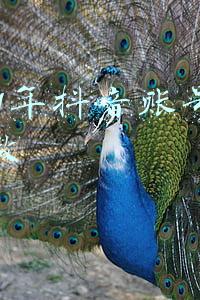 2021年抖音账号怎么做