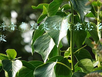 抖音舞蹈策划方案怎么做