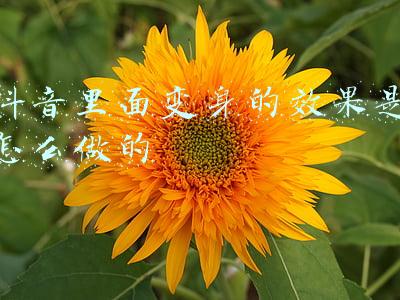 梦幻变身套装效果(梦幻西游：物理如何选择力量套，根据变身技能分析)
