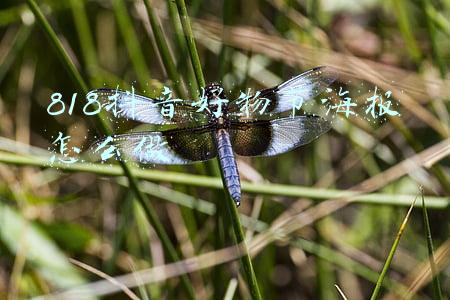 818抖音好物节海报怎么做