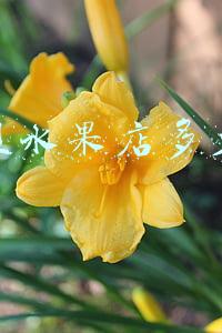 加盟水果店赚钱吗(加盟水果店利润多少)