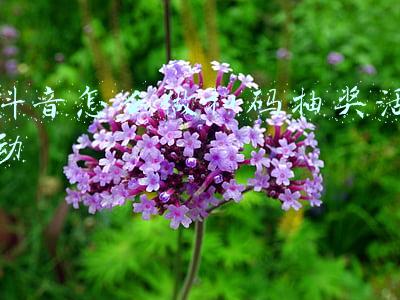 抖音怎么做扫码抽奖活动