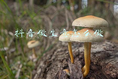 宠物生意该怎么做(商业评论：宠物店，除了卖粮，还能怎么做更好，多赚钱？)