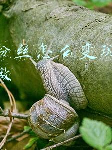 抖音粉丝怎么变现具体怎么做