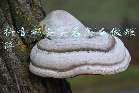 什么是抖音矩阵(一文详解抖音电商FACT四大经营矩阵)