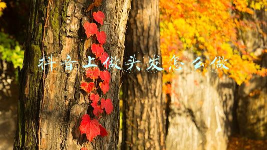 抖音美发视频怎么制作(别人家美发店靠抖音赚钱了，怎么做到的？（上）)