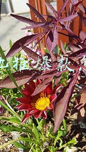 抖音地推爆款怎么做