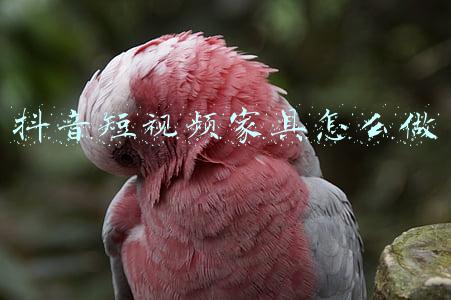 抖音家居视频制作(用对方法，家居企业也能打造爆款抖音)
