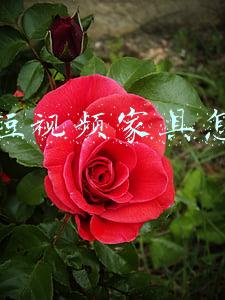 抖音短视频脚本(抖音短视频脚本攻略，小白值得一看)