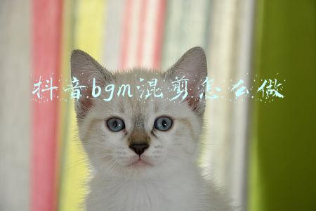 抖音bgm混剪怎么做